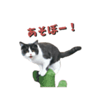 ぽんちゃんのおたく（個別スタンプ：12）