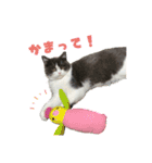 ぽんちゃんのおたく（個別スタンプ：15）