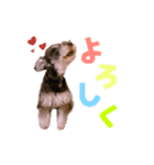 てんちゃんのすたんぷ0（個別スタンプ：6）