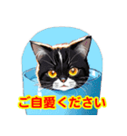 猫の挨拶スタンプセット（個別スタンプ：4）