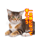 猫の挨拶スタンプセット（個別スタンプ：11）