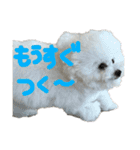 ノエルさん②（個別スタンプ：10）