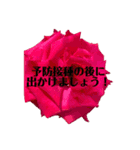 季節の花⭐︎コロナ中の薔薇の呟き（個別スタンプ：14）