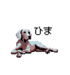 ドット絵 ワイマラナー 犬 日常会話 40（個別スタンプ：1）