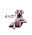 ドット絵 ワイマラナー 犬 日常会話 40（個別スタンプ：2）