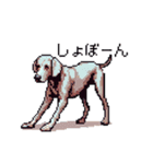 ドット絵 ワイマラナー 犬 日常会話 40（個別スタンプ：3）