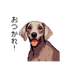 ドット絵 ワイマラナー 犬 日常会話 40（個別スタンプ：4）