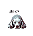 ドット絵 ワイマラナー 犬 日常会話 40（個別スタンプ：5）