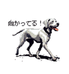 ドット絵 ワイマラナー 犬 日常会話 40（個別スタンプ：6）