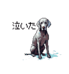 ドット絵 ワイマラナー 犬 日常会話 40（個別スタンプ：7）