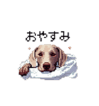 ドット絵 ワイマラナー 犬 日常会話 40（個別スタンプ：8）