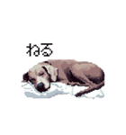 ドット絵 ワイマラナー 犬 日常会話 40（個別スタンプ：9）