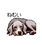 ドット絵 ワイマラナー 犬 日常会話 40（個別スタンプ：10）