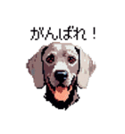 ドット絵 ワイマラナー 犬 日常会話 40（個別スタンプ：11）