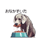 ドット絵 ワイマラナー 犬 日常会話 40（個別スタンプ：12）