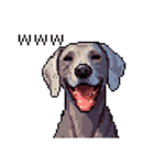 ドット絵 ワイマラナー 犬 日常会話 40（個別スタンプ：13）