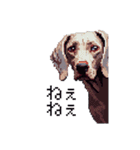 ドット絵 ワイマラナー 犬 日常会話 40（個別スタンプ：14）