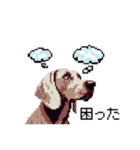 ドット絵 ワイマラナー 犬 日常会話 40（個別スタンプ：15）