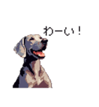 ドット絵 ワイマラナー 犬 日常会話 40（個別スタンプ：17）