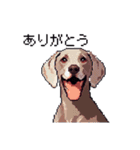 ドット絵 ワイマラナー 犬 日常会話 40（個別スタンプ：18）