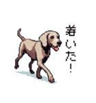 ドット絵 ワイマラナー 犬 日常会話 40（個別スタンプ：19）