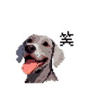 ドット絵 ワイマラナー 犬 日常会話 40（個別スタンプ：21）