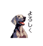 ドット絵 ワイマラナー 犬 日常会話 40（個別スタンプ：22）