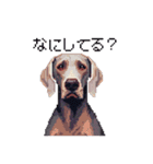 ドット絵 ワイマラナー 犬 日常会話 40（個別スタンプ：23）