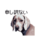 ドット絵 ワイマラナー 犬 日常会話 40（個別スタンプ：24）