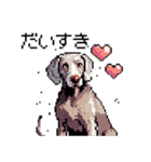 ドット絵 ワイマラナー 犬 日常会話 40（個別スタンプ：25）