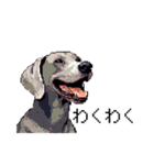 ドット絵 ワイマラナー 犬 日常会話 40（個別スタンプ：26）