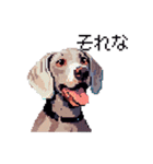 ドット絵 ワイマラナー 犬 日常会話 40（個別スタンプ：28）