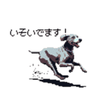 ドット絵 ワイマラナー 犬 日常会話 40（個別スタンプ：29）