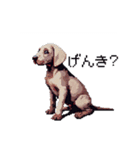 ドット絵 ワイマラナー 犬 日常会話 40（個別スタンプ：30）