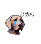 ドット絵 ワイマラナー 犬 日常会話 40（個別スタンプ：31）