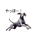 ドット絵 ワイマラナー 犬 日常会話 40（個別スタンプ：32）