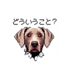 ドット絵 ワイマラナー 犬 日常会話 40（個別スタンプ：33）