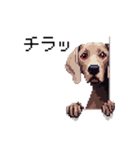 ドット絵 ワイマラナー 犬 日常会話 40（個別スタンプ：34）