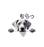 ドット絵 ワイマラナー 犬 日常会話 40（個別スタンプ：35）