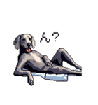 ドット絵 ワイマラナー 犬 日常会話 40（個別スタンプ：36）