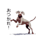 ドット絵 ワイマラナー 犬 日常会話 40（個別スタンプ：37）