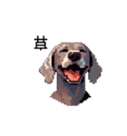 ドット絵 ワイマラナー 犬 日常会話 40（個別スタンプ：38）