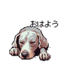 ドット絵 ワイマラナー 犬 日常会話 40（個別スタンプ：39）