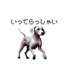 ドット絵 ワイマラナー 犬 日常会話 40（個別スタンプ：40）