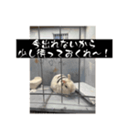 うさぎのミルクの部屋（個別スタンプ：3）