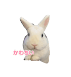 うさぎのミルクの部屋（個別スタンプ：8）