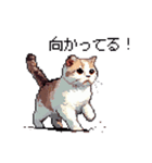 ドット絵 スコティッシュフォールド 猫（個別スタンプ：1）