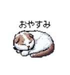 ドット絵 スコティッシュフォールド 猫（個別スタンプ：2）