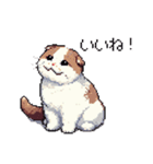 ドット絵 スコティッシュフォールド 猫（個別スタンプ：12）