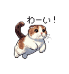 ドット絵 スコティッシュフォールド 猫（個別スタンプ：17）